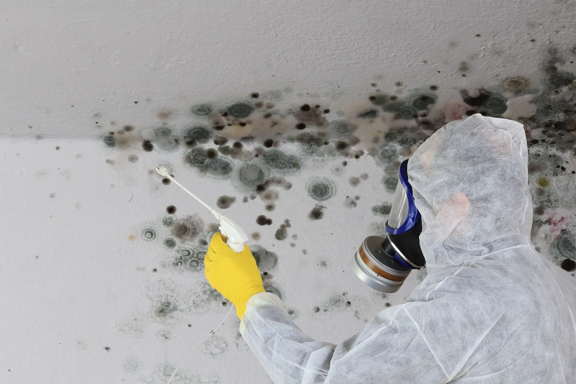 6 Benefits Of Hiring Mold Removal Experts