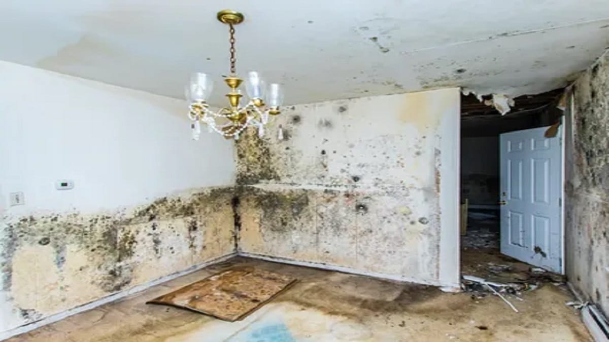 mold remediation Hudson NY