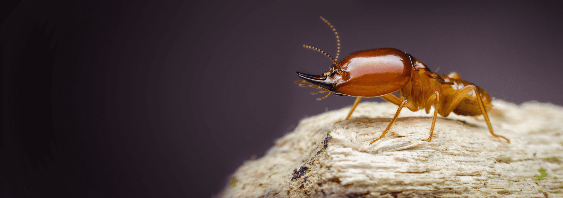 Effective Termite Control Services in Lahore