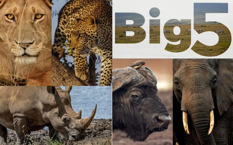 Big Five Safari