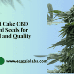 buy Fruit Cake CBD feminized seeds