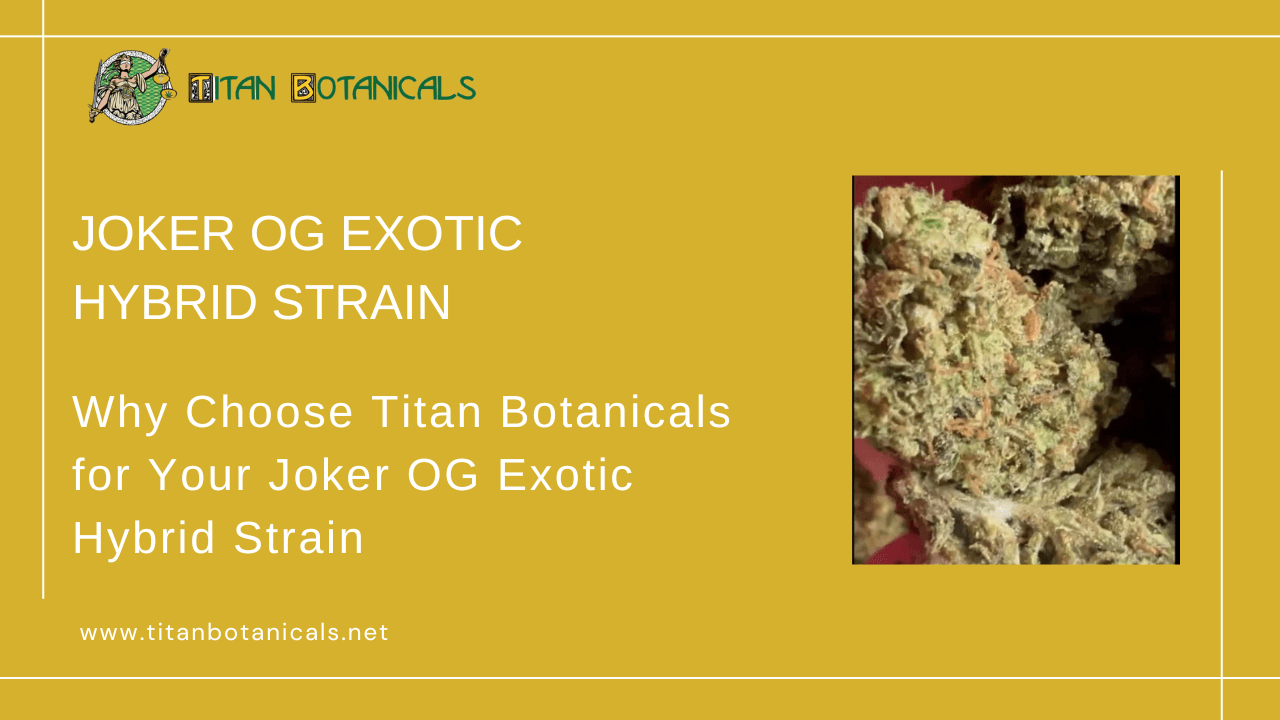 Joker OG Exotic Hybrid Strain